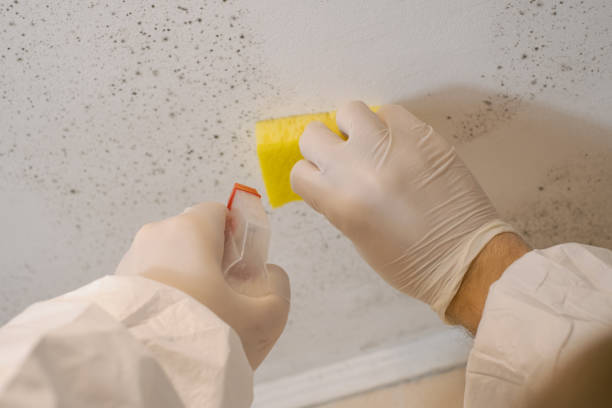 Best Emergency Mold Remediation  in Green River, WY